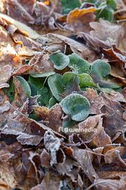 Attēlu rezultāti vaicājumam “Asarum europaeum leaf”