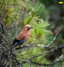 Attēlu rezultāti vaicājumam “Garrulus glandarius”