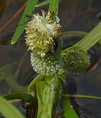 Attēlu rezultāti vaicājumam “Sparganium minimum flower”