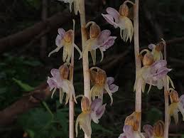 Attēlu rezultāti vaicājumam “Epipogium aphyllum”