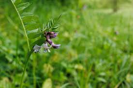 Attēlu rezultāti vaicājumam “Vicia sepium flower”
