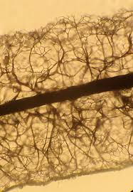 Attēlu rezultāti vaicājumam “Stemonitopsis sp.”