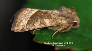 Attēlu rezultāti vaicājumam “Hydraecia micacea”