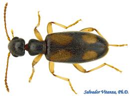 Attēlu rezultāti vaicājumam “Anthicidae”