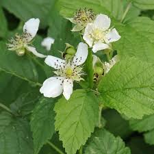 Attēlu rezultāti vaicājumam “Rubus caesius fruit”