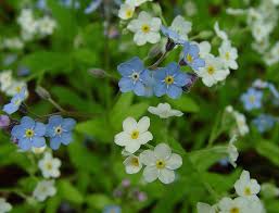 Image result for Myosotis sylvatica