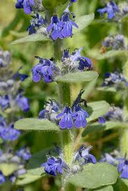 Attēlu rezultāti vaicājumam “Ajuga genevensis”