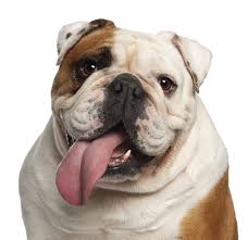 Image result for Bulldogs Power and strength