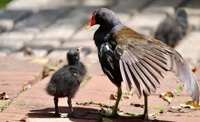 Attēlu rezultāti vaicājumam “Gallinula chloropus”