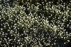 Attēlu rezultāti vaicājumam “Batrachium circinatum”