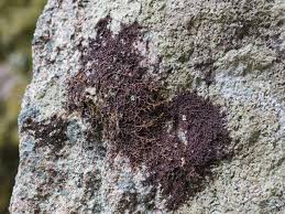 Attēlu rezultāti vaicājumam “Frullania fragilifolia”