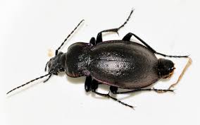 Attēlu rezultāti vaicājumam “Carabus nemoralis”