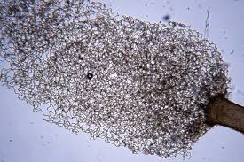 Attēlu rezultāti vaicājumam “Arcyria cinerea”