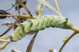 Attēlu rezultāti vaicājumam “Melanchra persicariae larva”