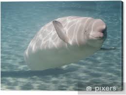 Image result for Delphinapterus leucas