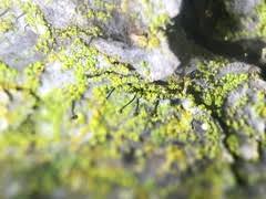 Attēlu rezultāti vaicājumam “Chaenotheca chrysocephala”