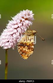 Attēlu rezultāti vaicājumam “Brenthis ino underside”