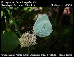 Attēlu rezultāti vaicājumam “Gonepteryx rhamni female”