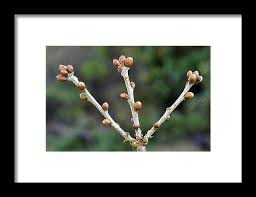 Attēlu rezultāti vaicājumam “Quercus robur bud”