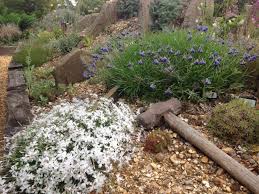 Attēlu rezultāti vaicājumam “Dianthus arenarius”