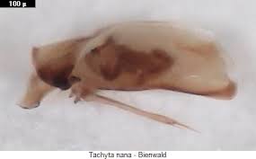 Attēlu rezultāti vaicājumam “Tachyta nana”