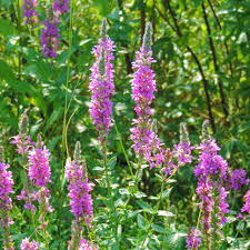 Image result for Lythrum salicaria