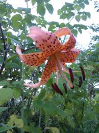 Attēlu rezultāti vaicājumam “Lilium lancifolium”