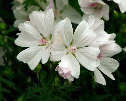Image result for Malva moschata alba