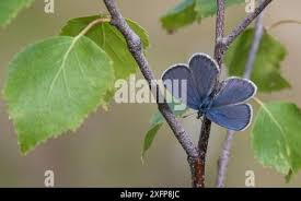 Attēlu rezultāti vaicājumam “Vacciniina optilete underside”