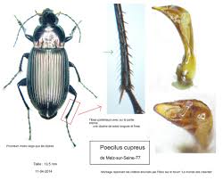 Attēlu rezultāti vaicājumam “Poecilus cupreus”