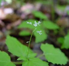 Attēlu rezultāti vaicājumam “Circaea alpina flower”
