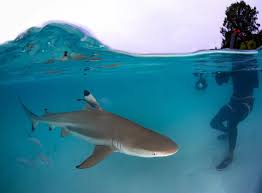 Image result for Carcharhinus melanopterus