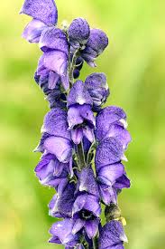 Image result for Eisenhut