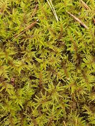 Attēlu rezultāti vaicājumam “Hylocomium splendens sporophyte”