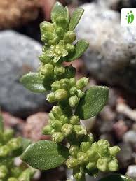 Attēlu rezultāti vaicājumam “Herniaria glabra flower”