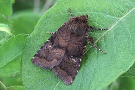 Attēlu rezultāti vaicājumam “Rusina ferruginea female”