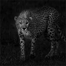 Afbeeldingsresultaat voor cheeta