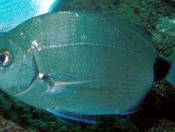 Image result for Diplodus capensis