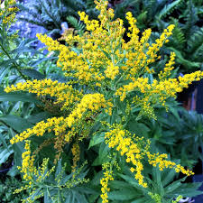 Attēlu rezultāti vaicājumam “Solidago canadensis”
