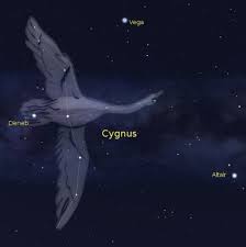 Attēlu rezultāti vaicājumam “Cygnus”