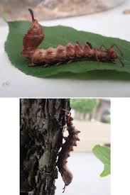 Attēlu rezultāti vaicājumam “Stauropus fagi larva”