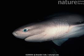 Image result for Hexanchus griseus