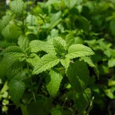 Image result for Melissa officinalis