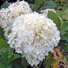 Attēlu rezultāti vaicājumam “Hydrangea arborescens flower”