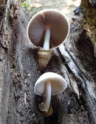 Attēlu rezultāti vaicājumam “Volvariella bombycina”