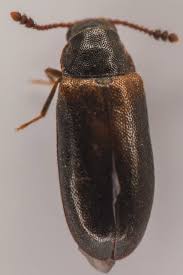 Attēlu rezultāti vaicājumam “Tetratomidae”