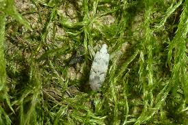 Attēlu rezultāti vaicājumam “Phytocoris tiliae imago”