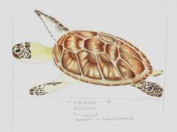Image result for Chelonia mydas