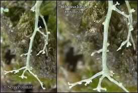 Attēlu rezultāti vaicājumam “Ramalina thrausta”