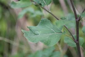 Attēlu rezultāti vaicājumam “Arctium tomentosum leaf”